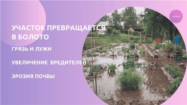 Участок превращается в болото